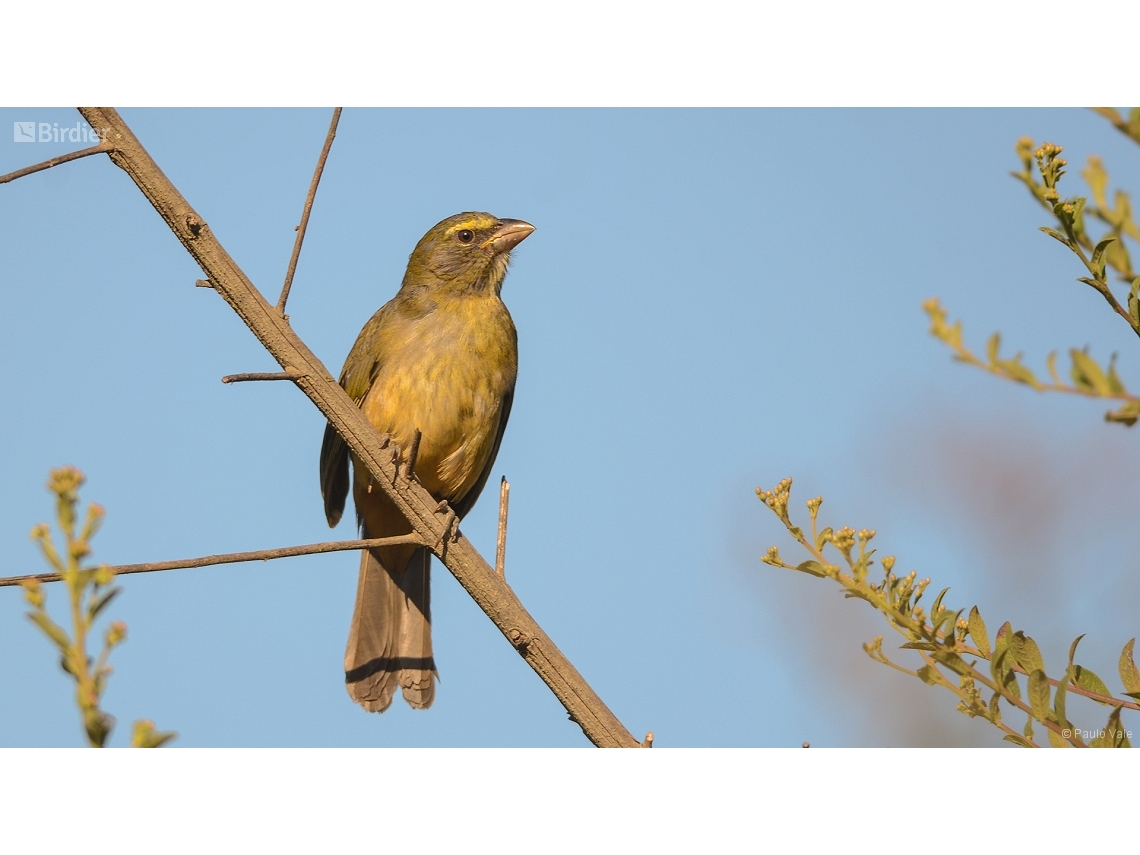 Saltator coerulescens