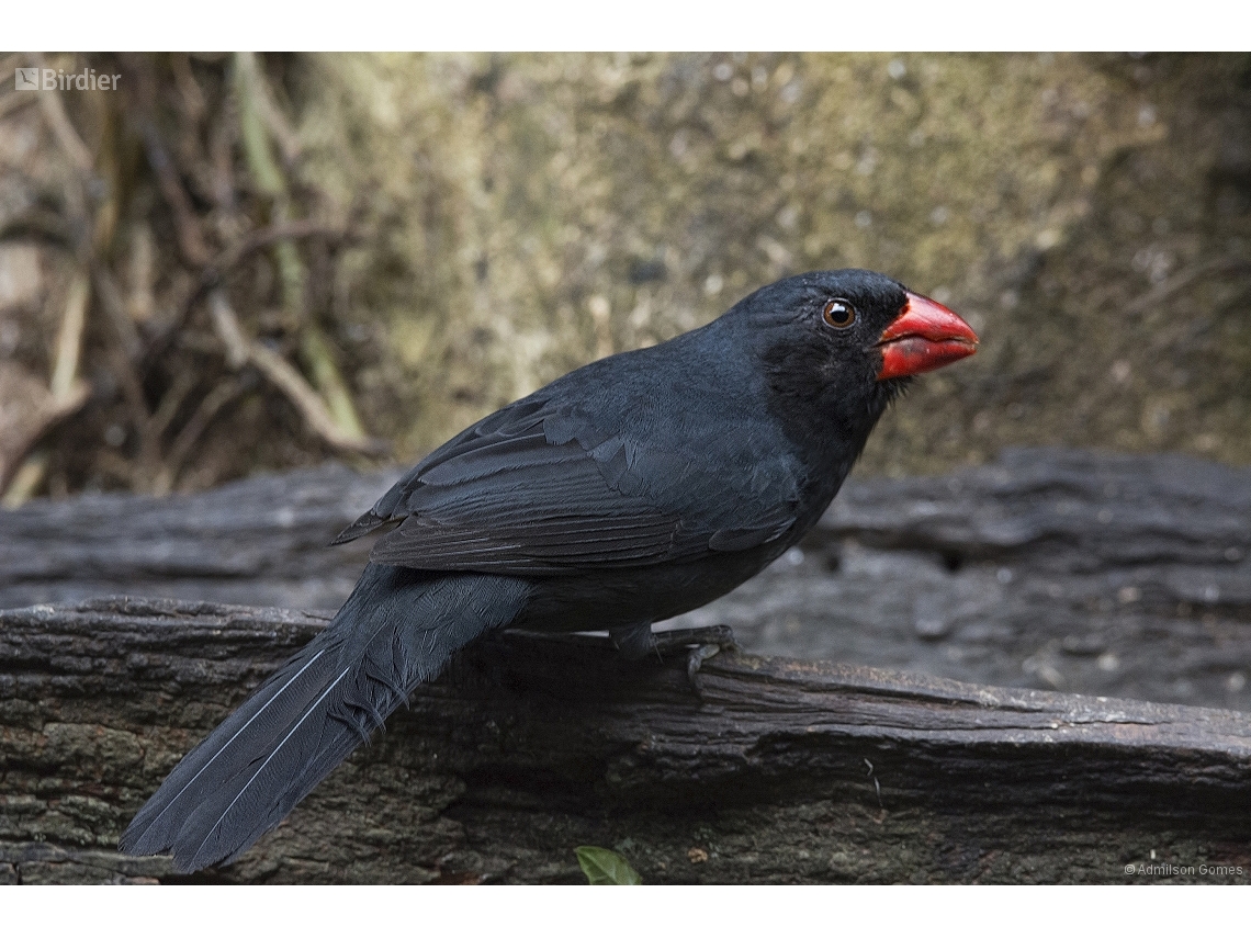 Saltator fuliginosus