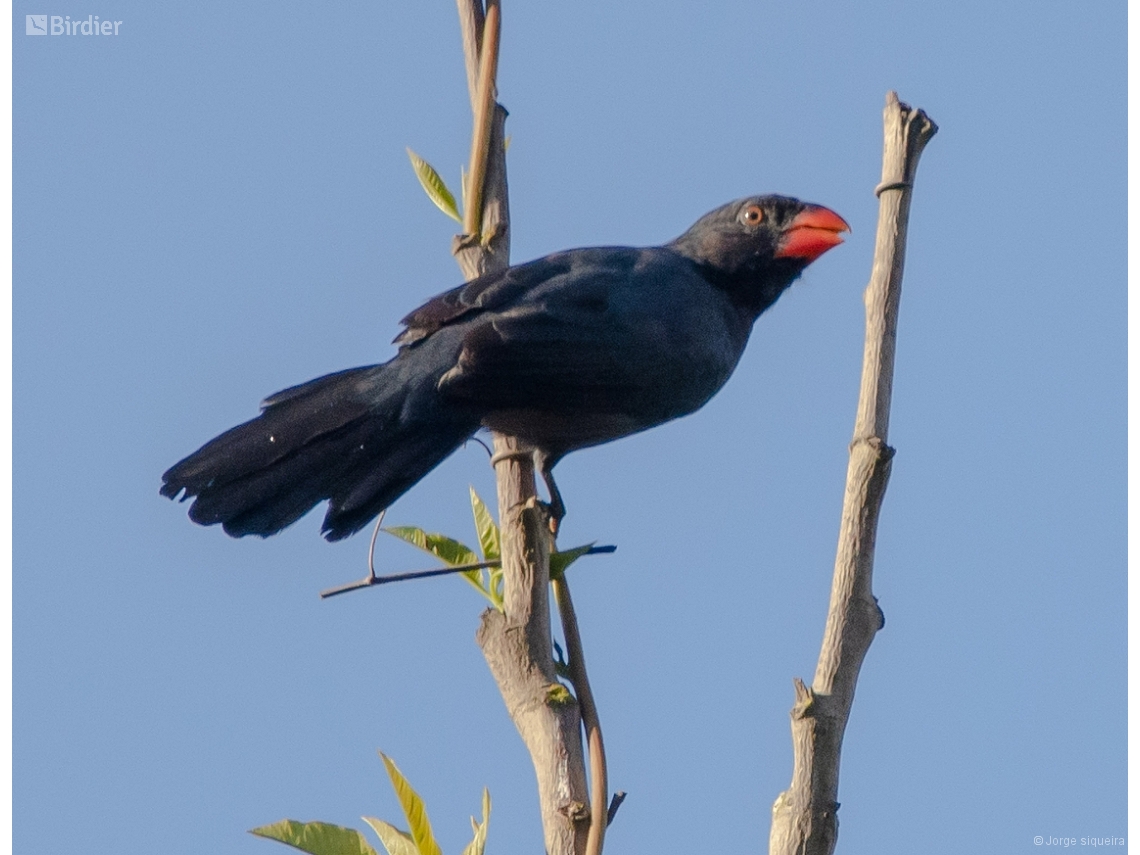 Saltator fuliginosus