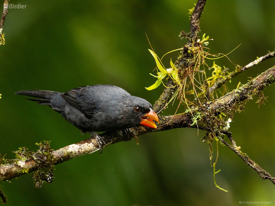 Saltator fuliginosus