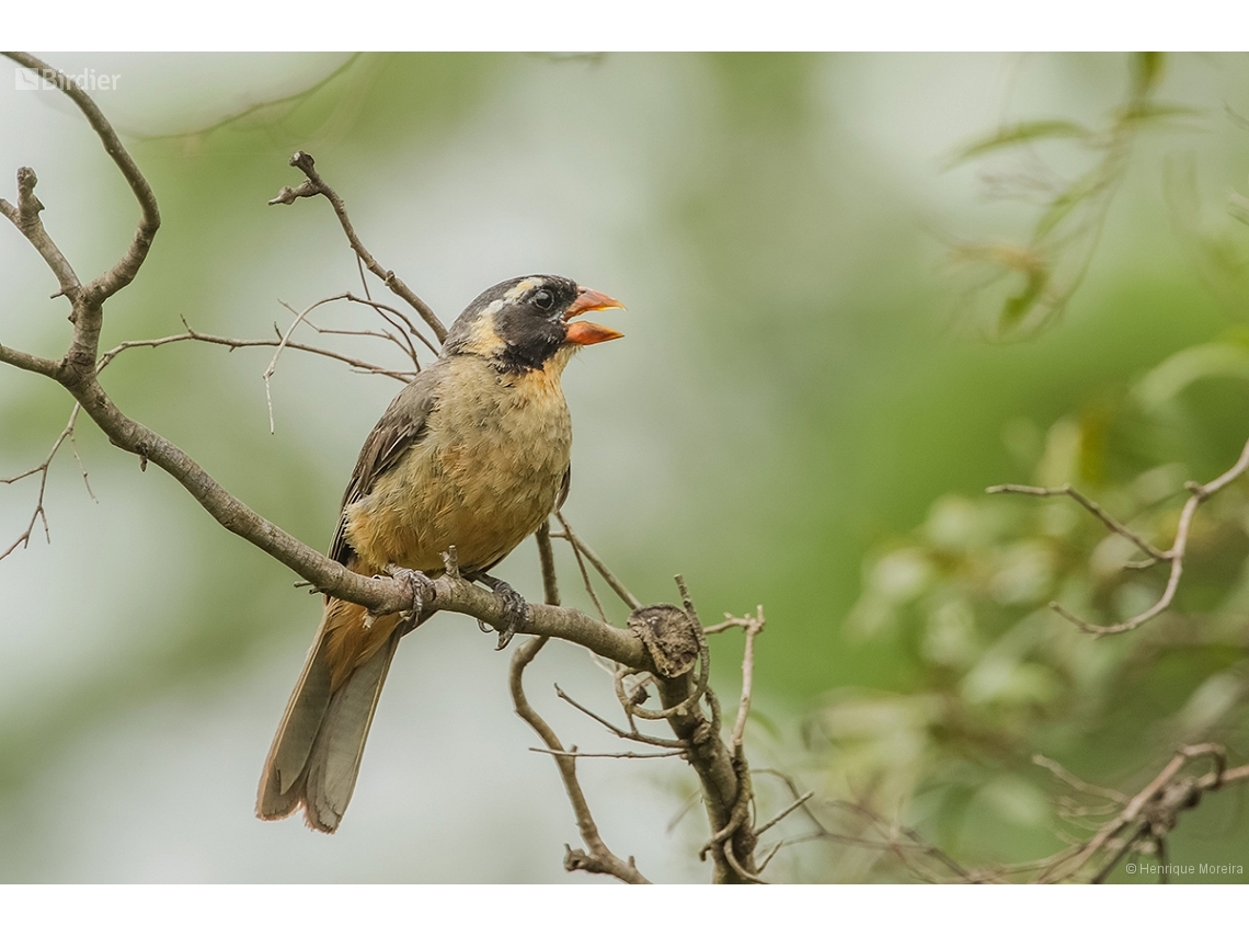Saltator maxillosus