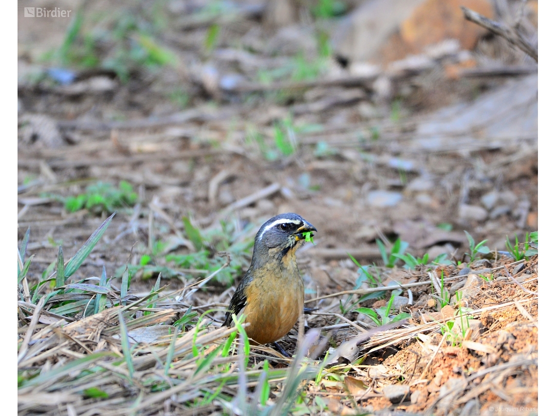 Saltator maxillosus