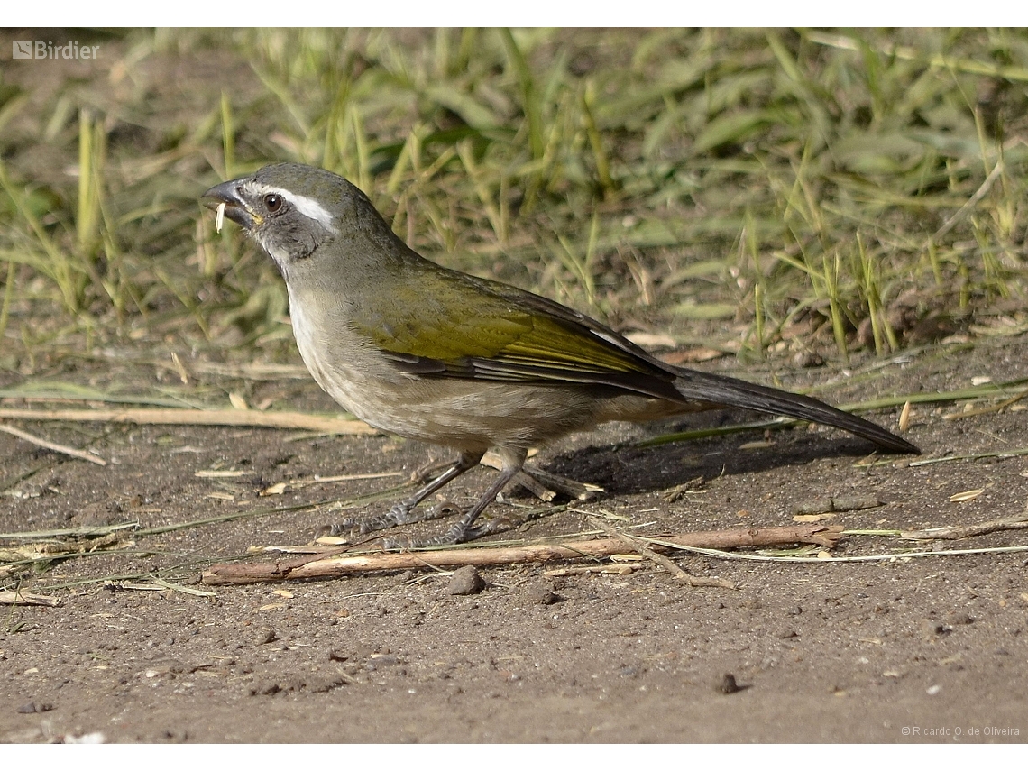 Saltator similis