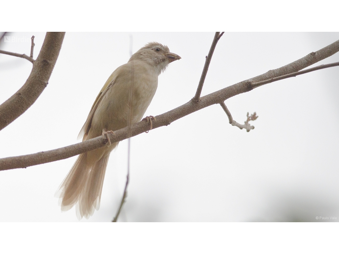 Saltator similis