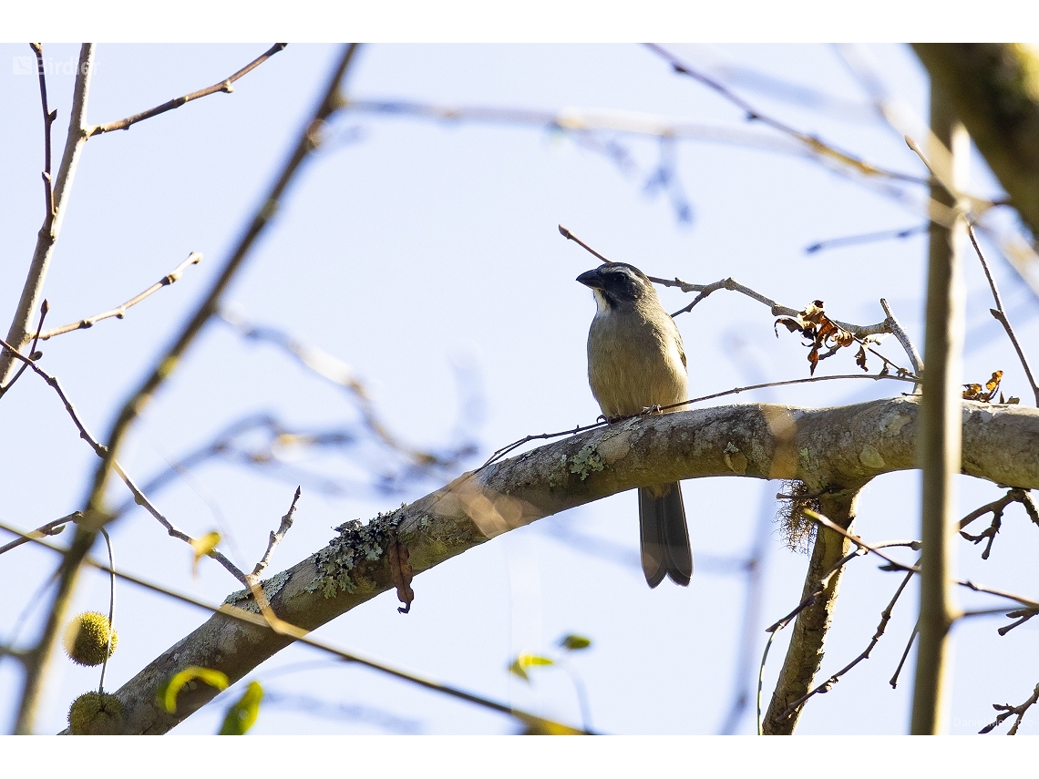 Saltator similis