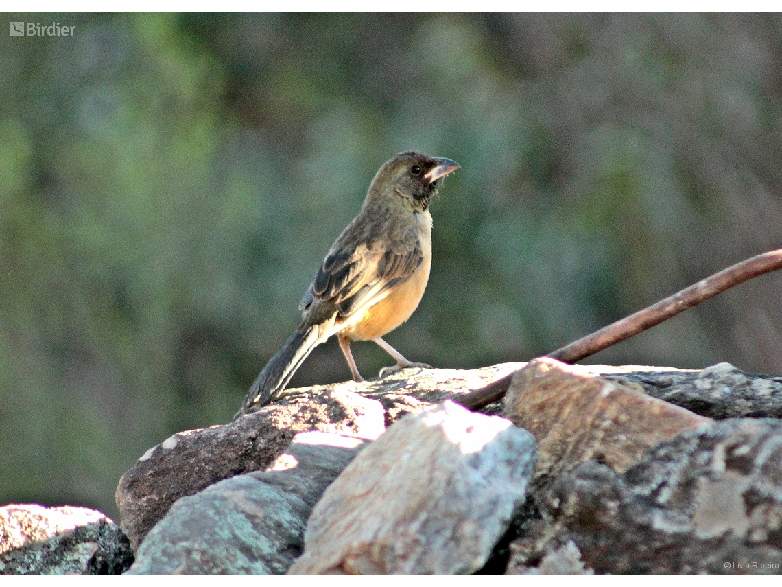 Saltatricula atricollis
