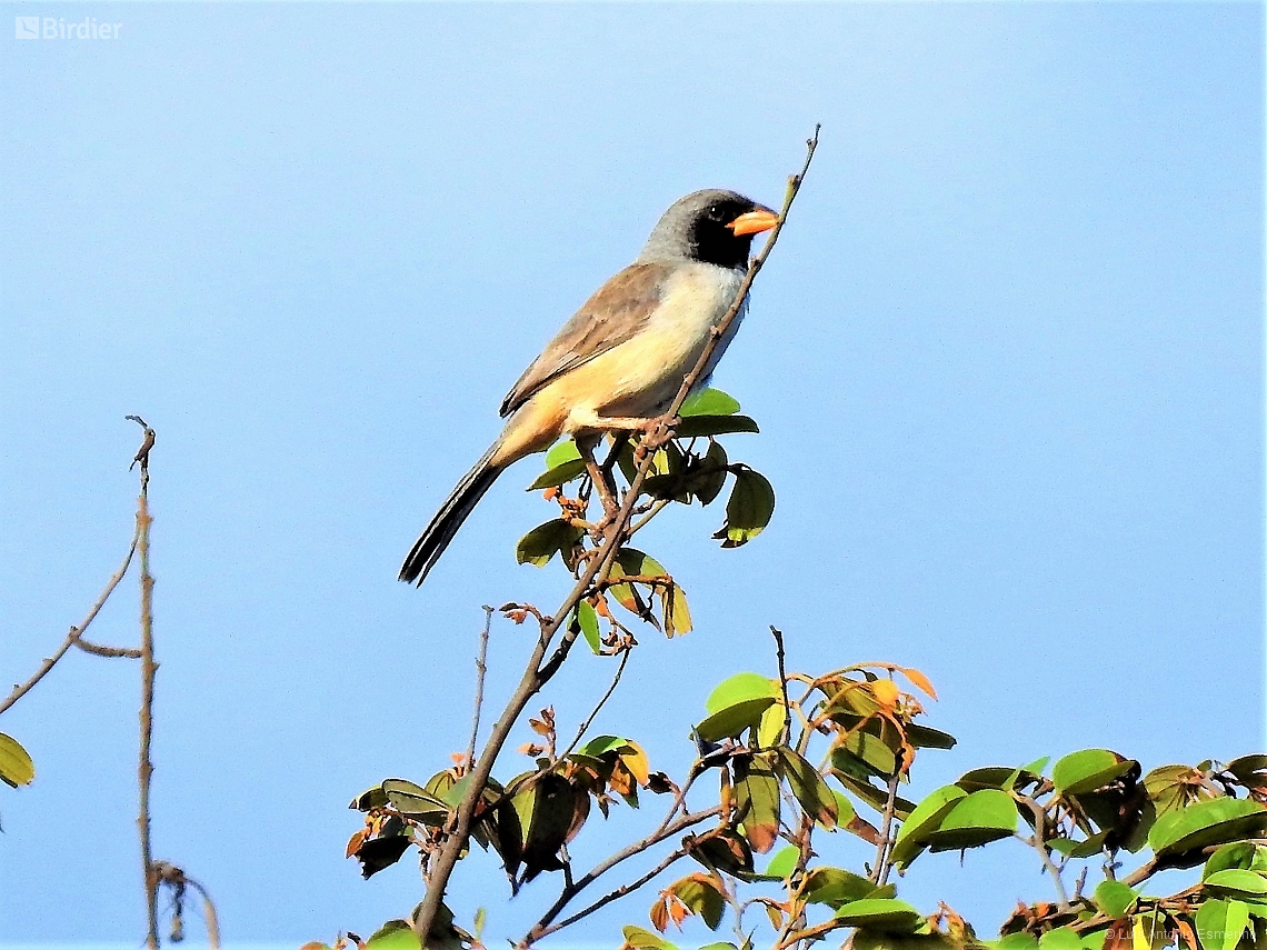 Saltatricula atricollis