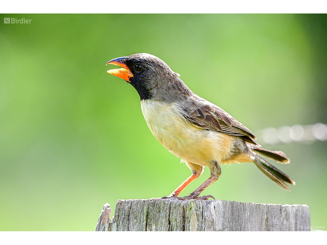 Saltatricula atricollis