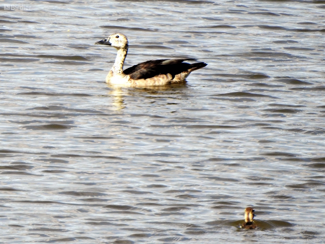 Sarkidiornis sylvicola