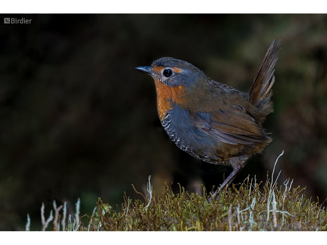 Scelorchilus rubecula