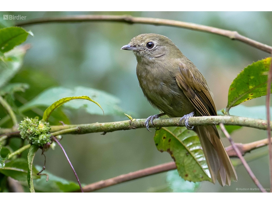 Schiffornis virescens