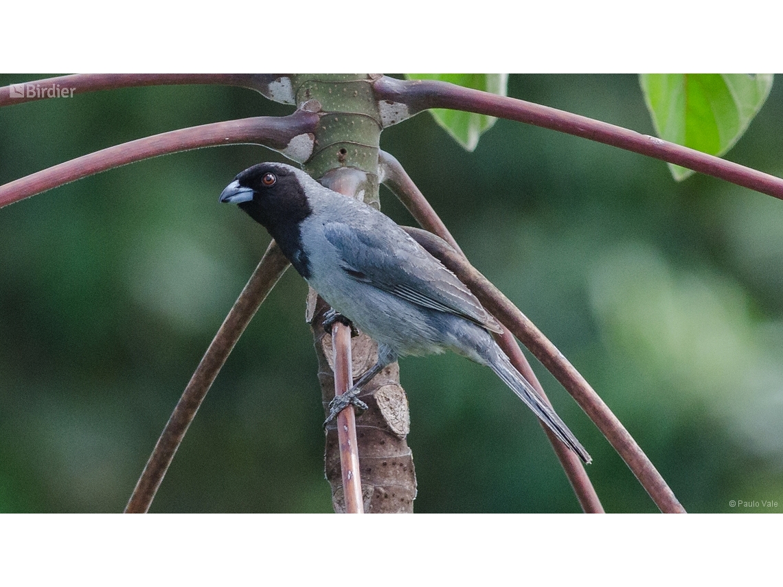 Schistochlamys melanopis