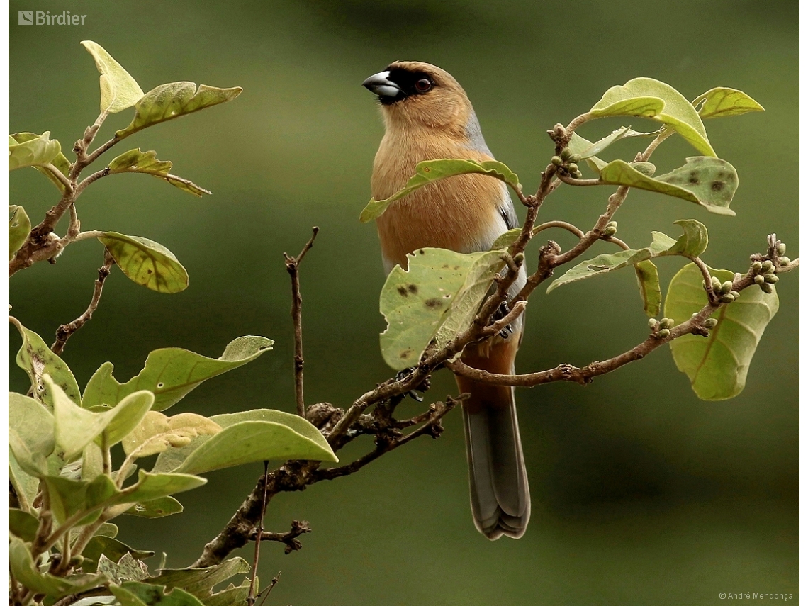 Schistochlamys ruficapillus