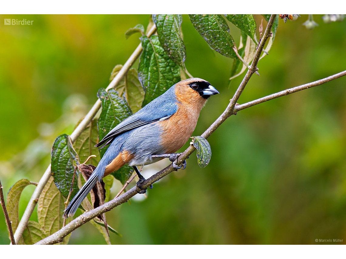 Schistochlamys ruficapillus