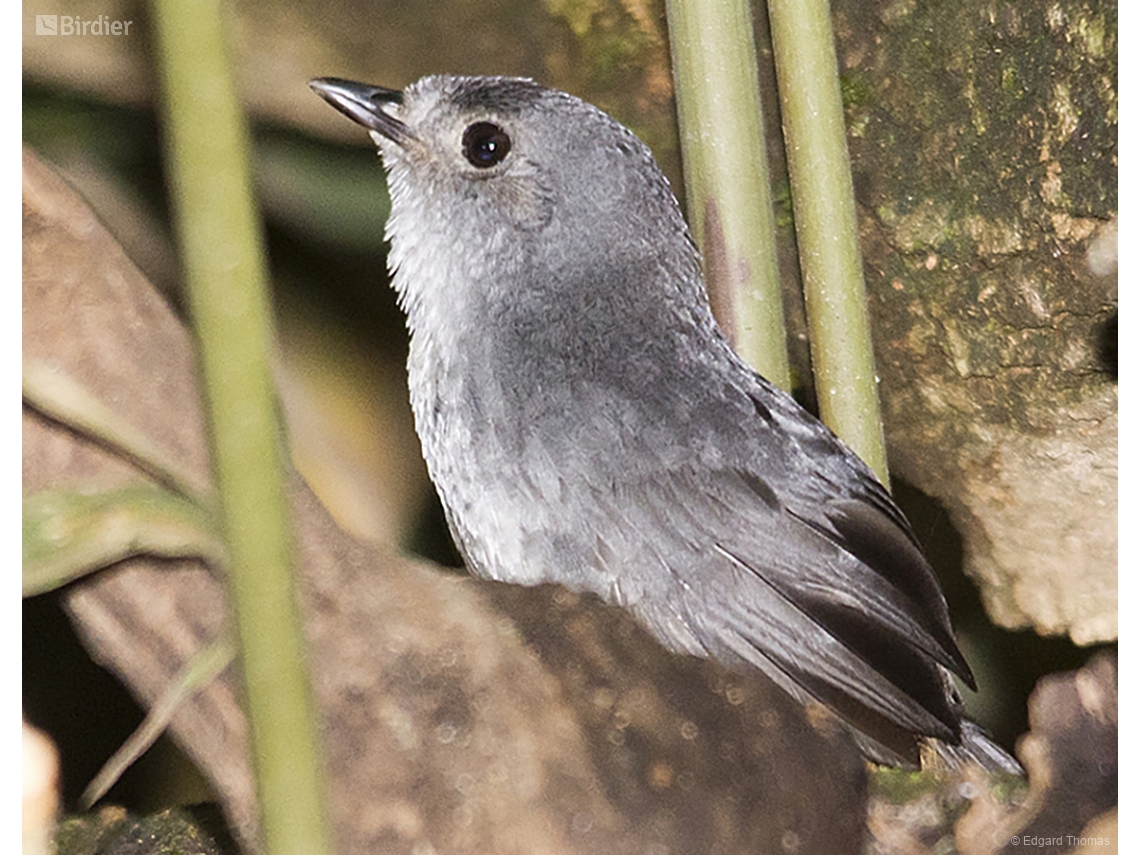 Scytalopus novacapitalis