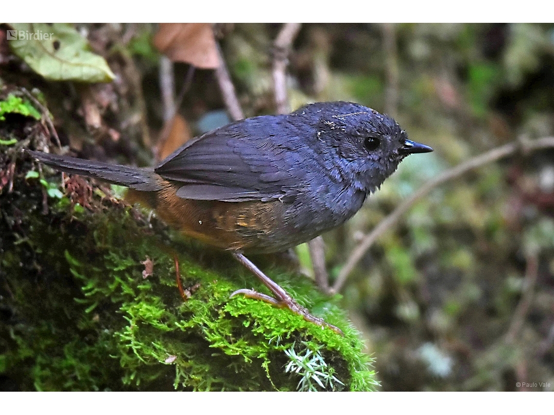 Scytalopus petrophilus