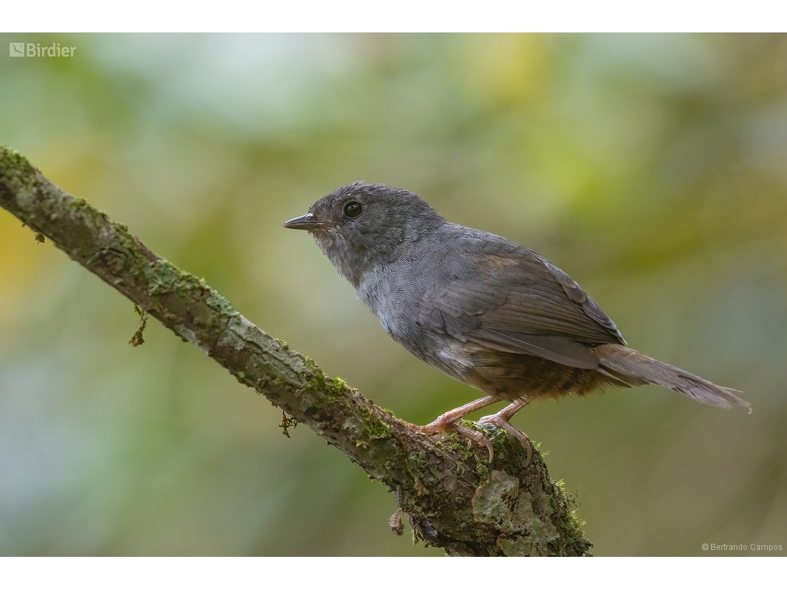 Scytalopus petrophilus