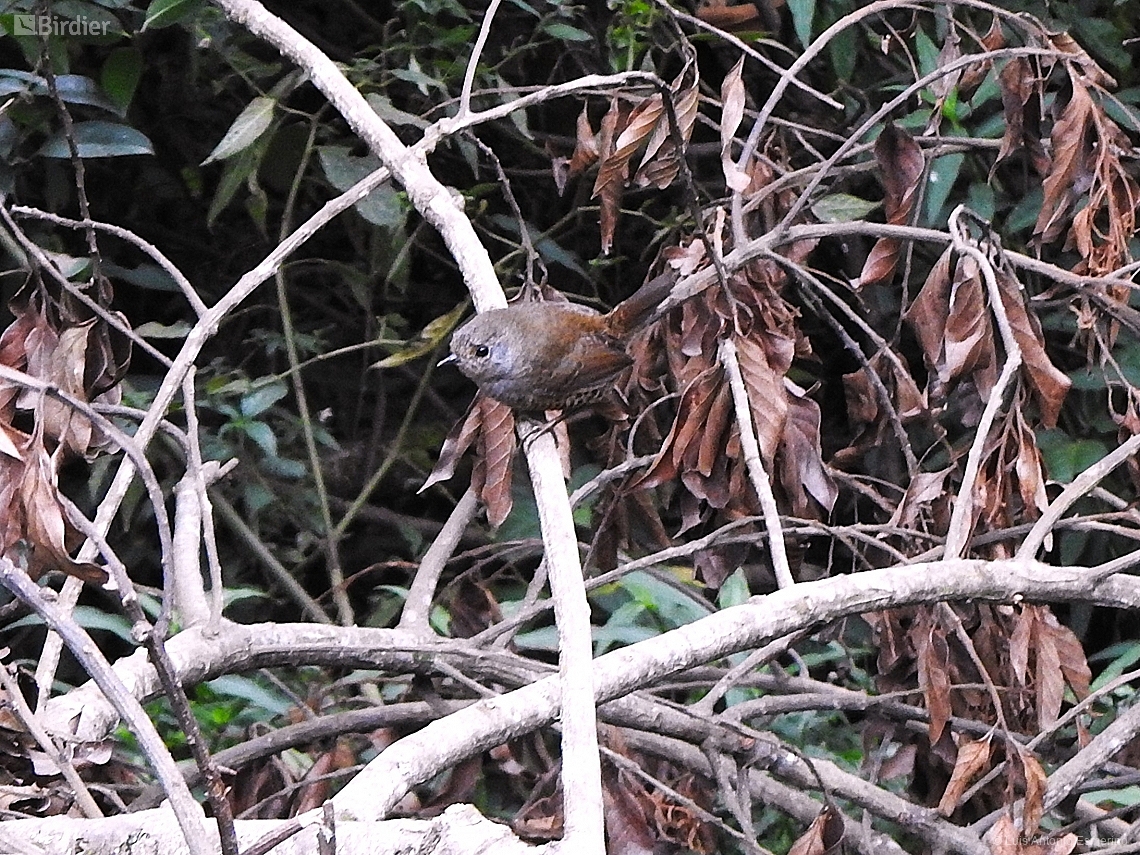 Scytalopus speluncae