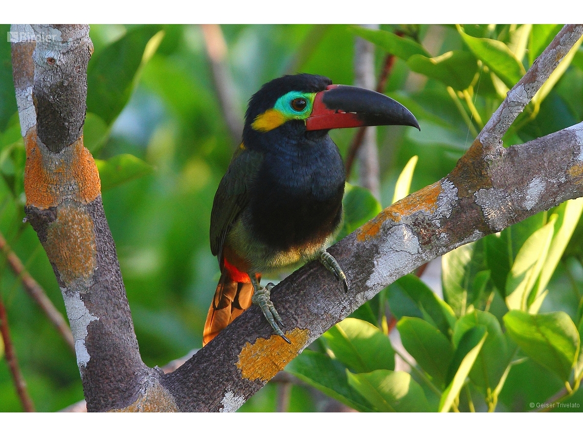 Selenidera piperivora