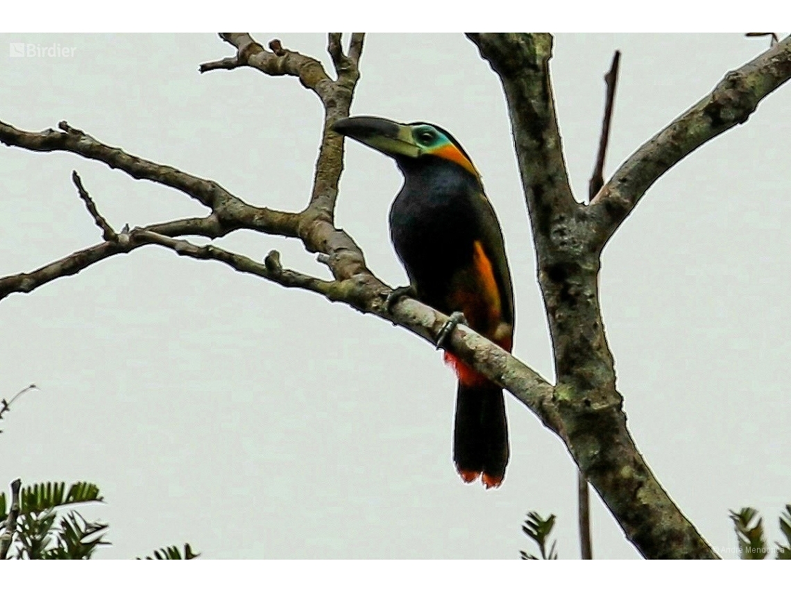 Selenidera reinwardtii