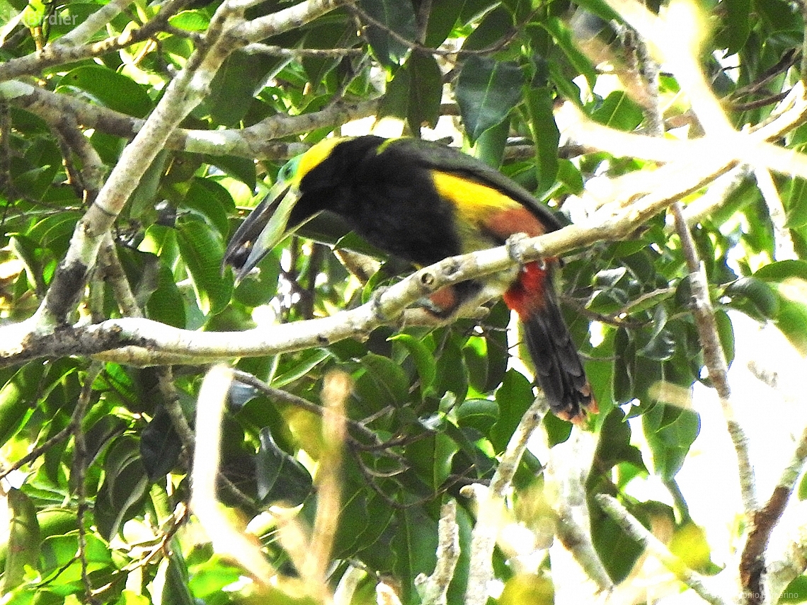 Selenidera reinwardtii