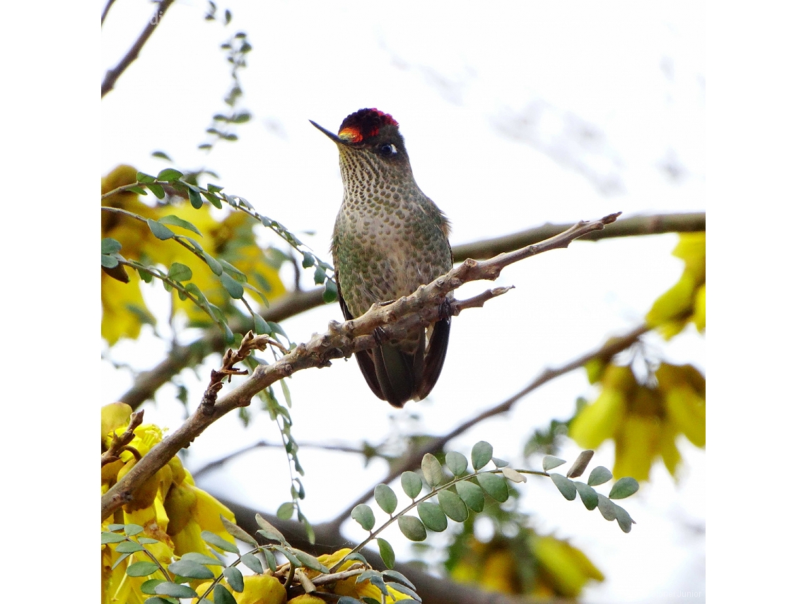 Sephanoides sephaniodes