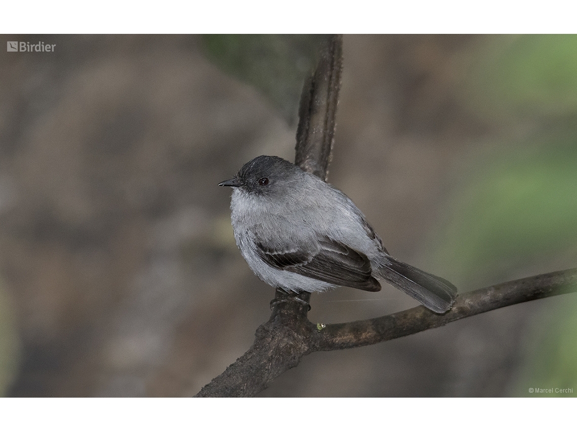 Serpophaga cinerea