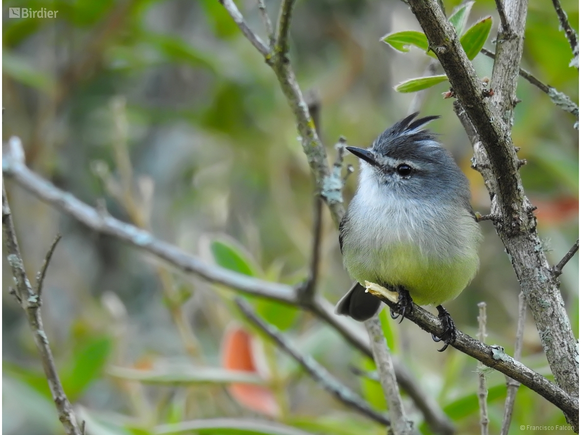 Serpophaga subcristata