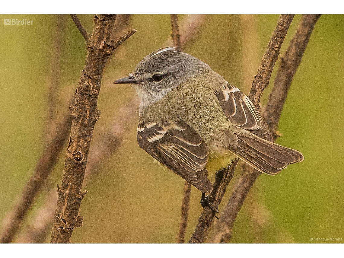 Serpophaga subcristata