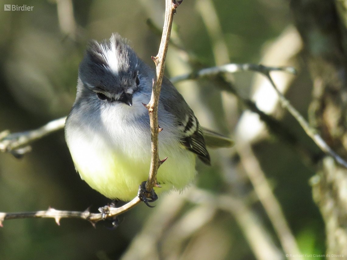 Serpophaga subcristata