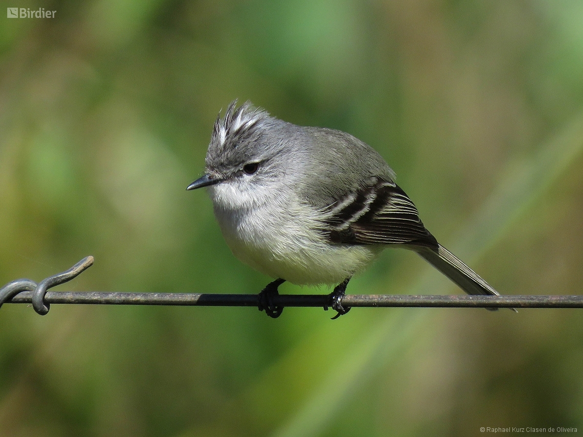 Serpophaga subcristata
