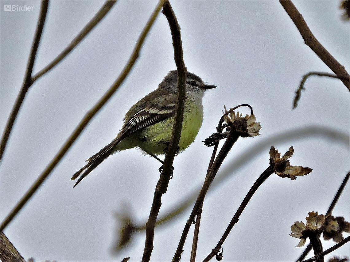 Serpophaga subcristata