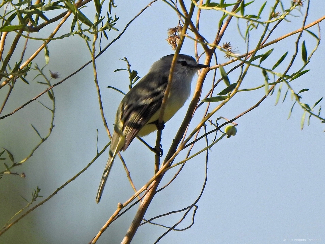 Serpophaga subcristata