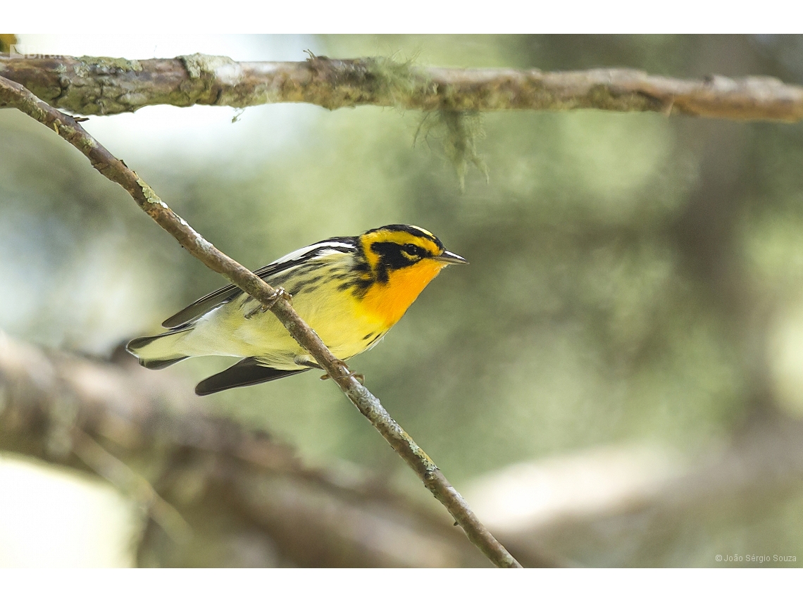 Setophaga fusca