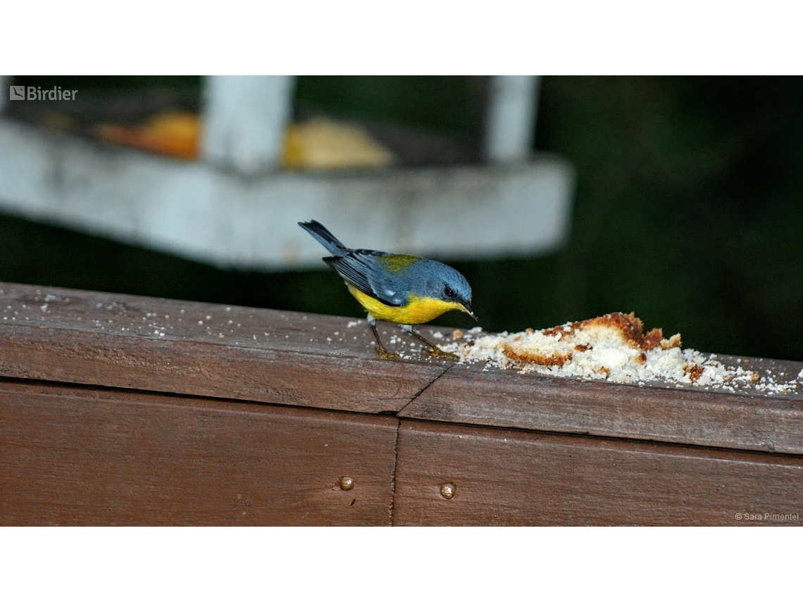 Setophaga pitiayumi