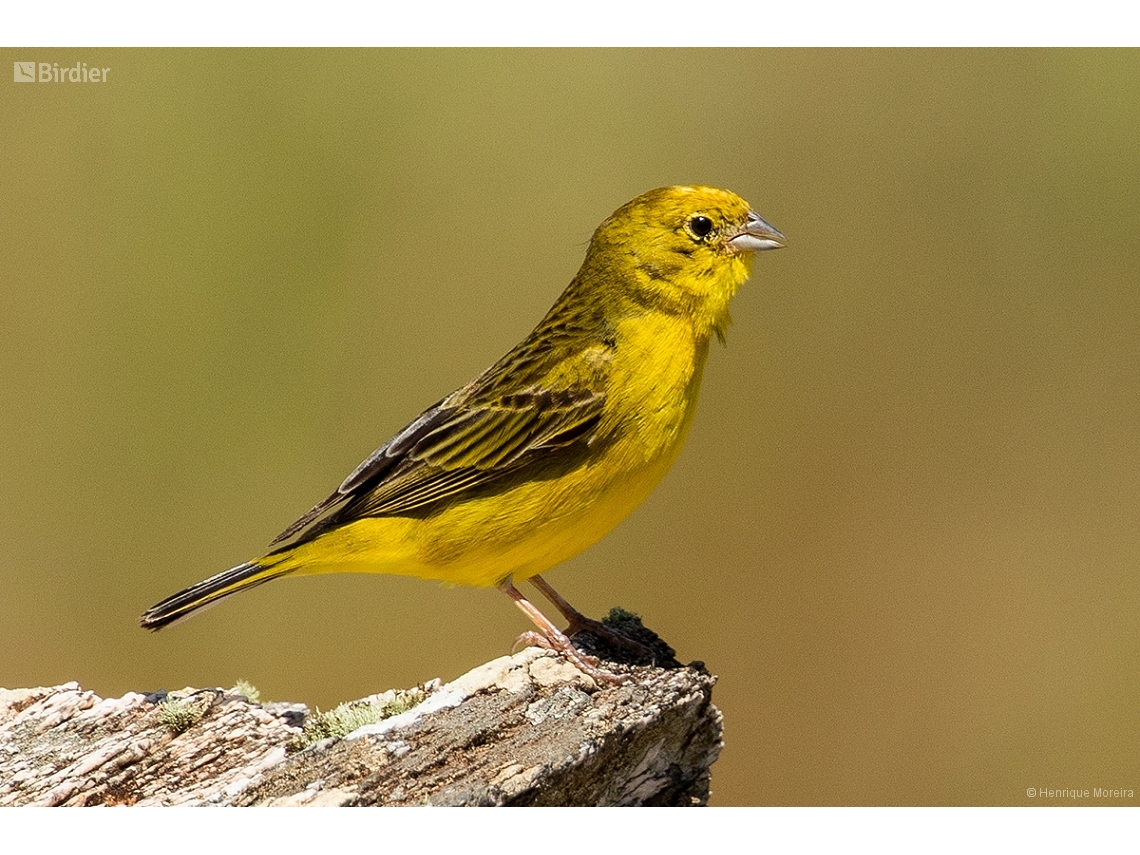 Sicalis citrina