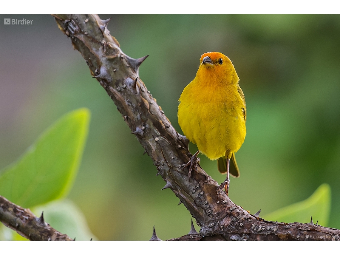 Sicalis flaveola