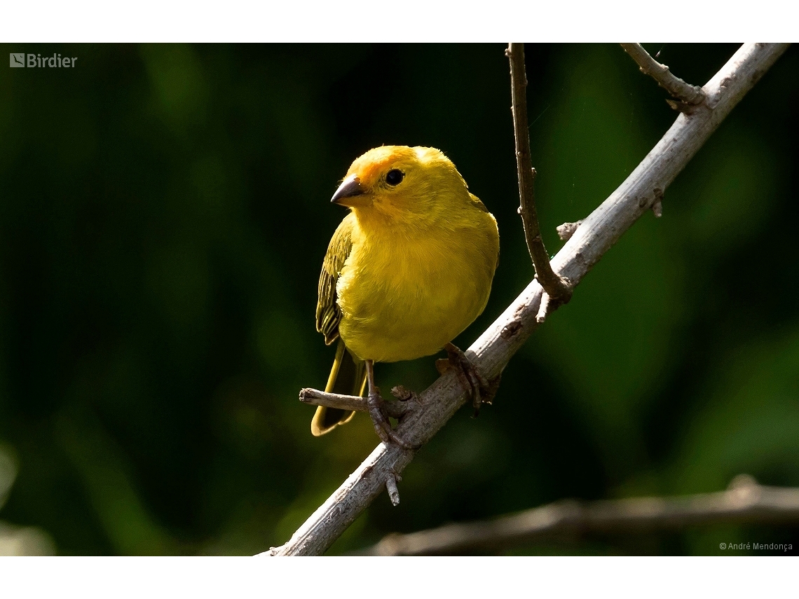 Sicalis flaveola