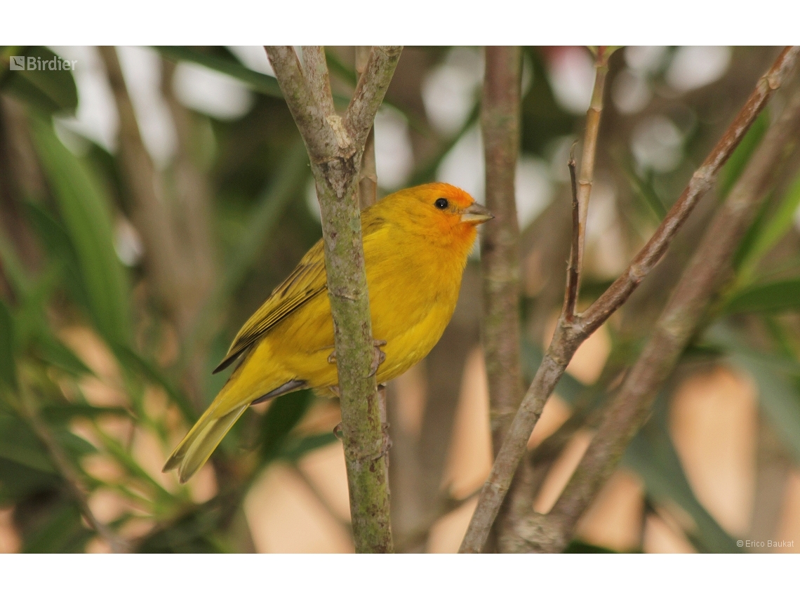 Sicalis flaveola