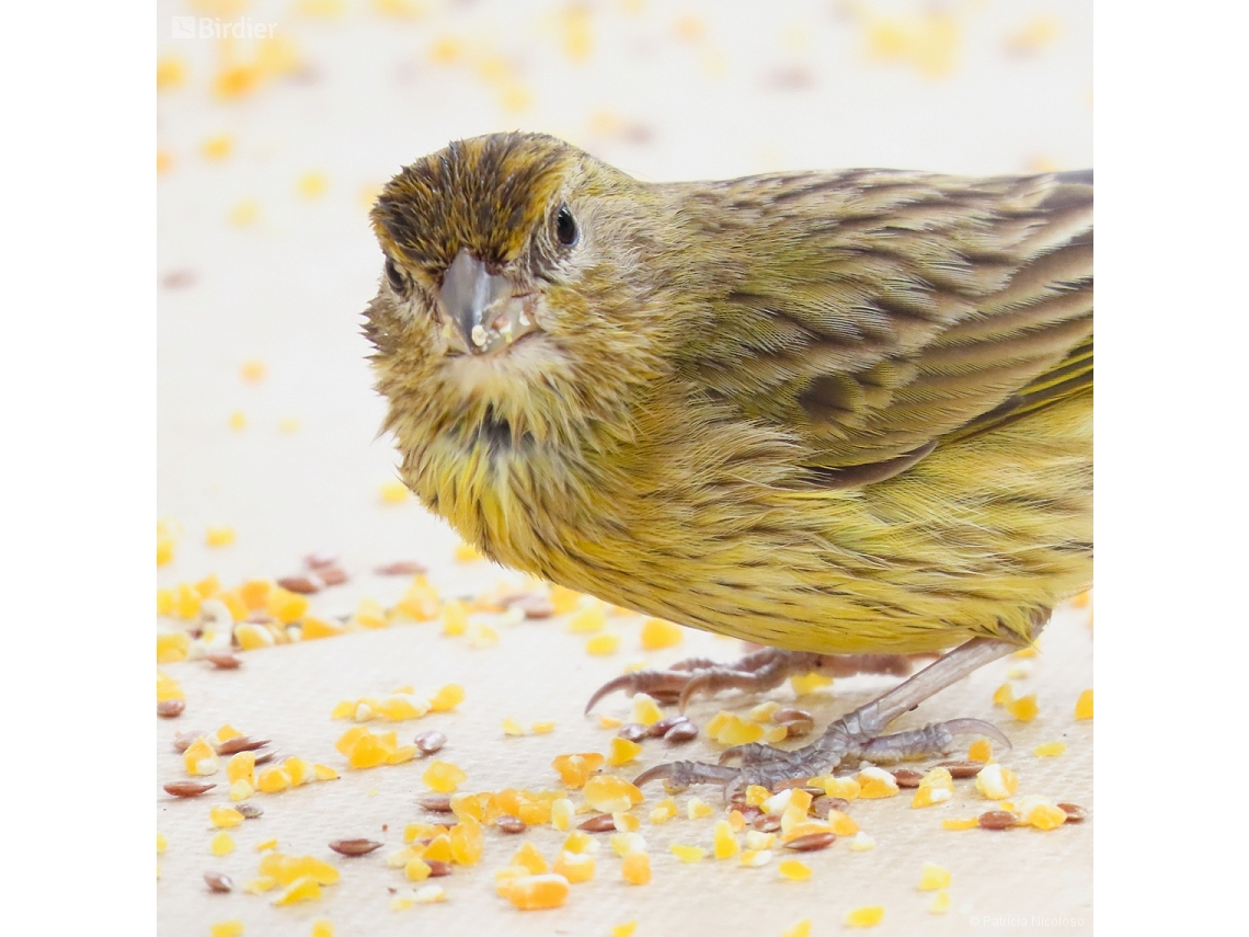 Sicalis flaveola