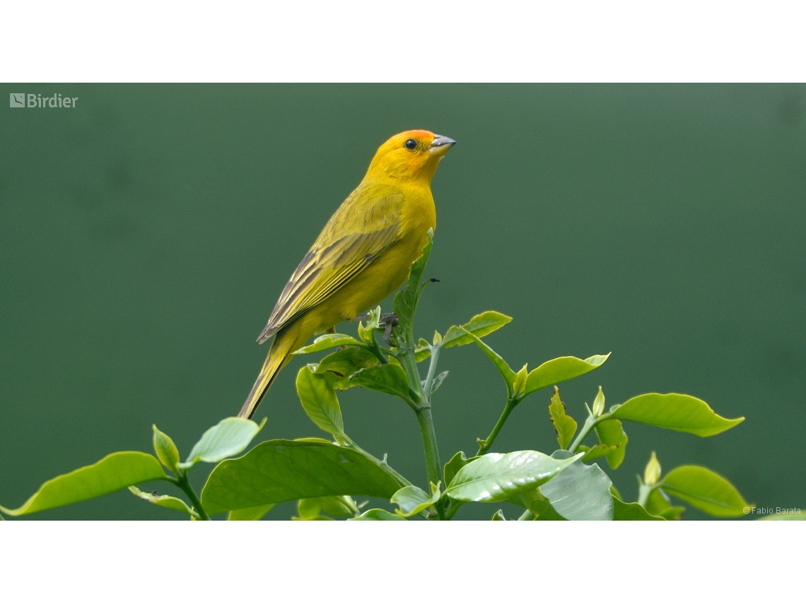 Sicalis flaveola