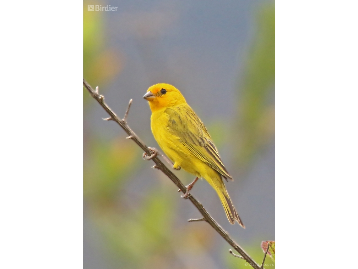 Sicalis flaveola