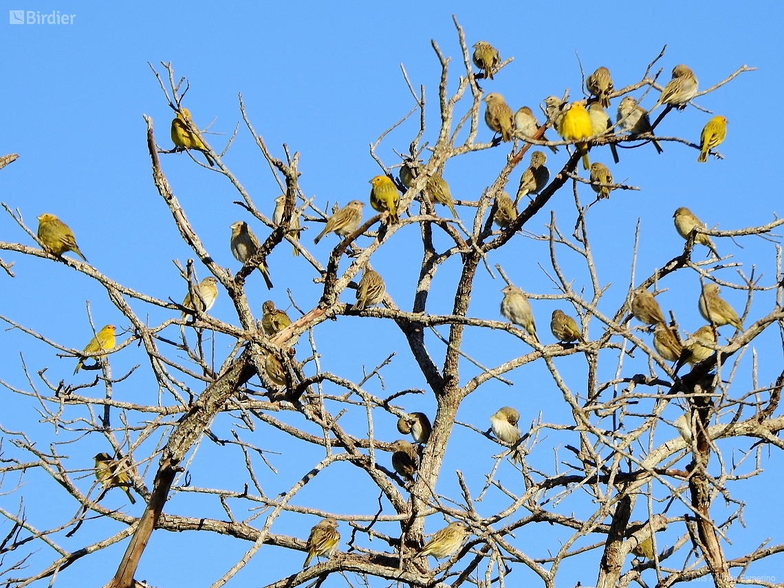 Sicalis flaveola