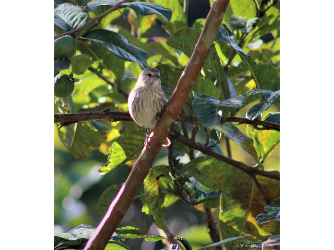 Sicalis flaveola