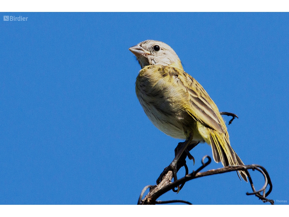 Sicalis flaveola