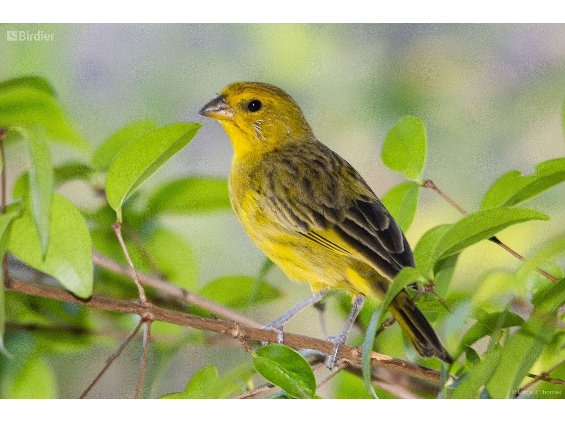 Sicalis flaveola