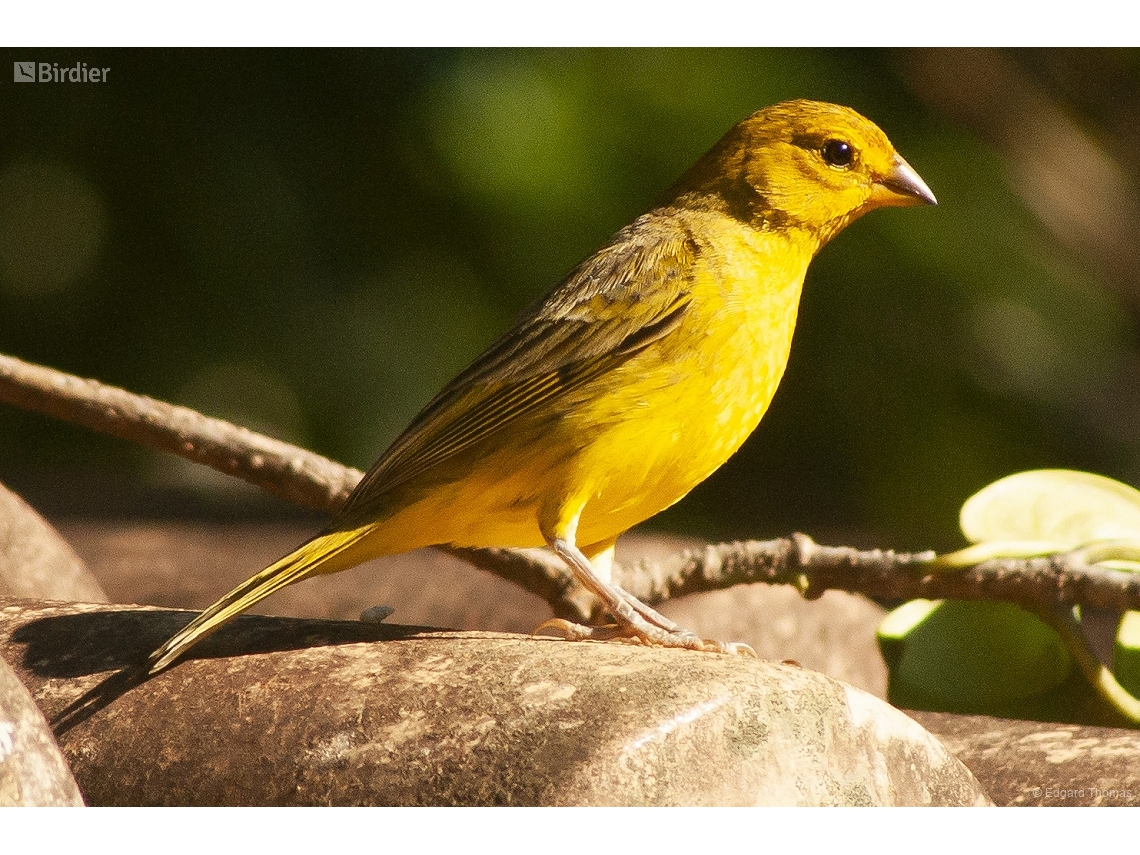 Sicalis flaveola