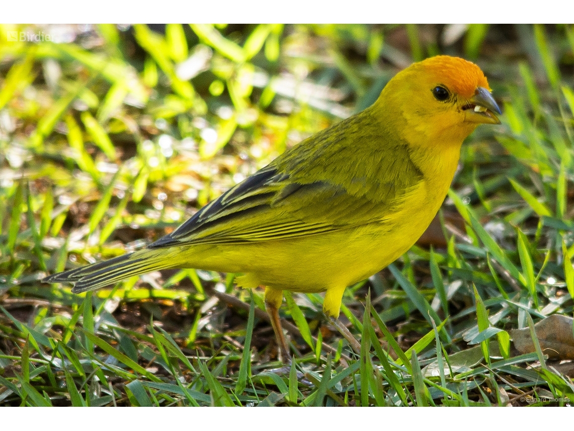 Sicalis flaveola