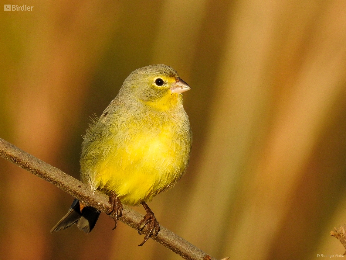 Sicalis luteola