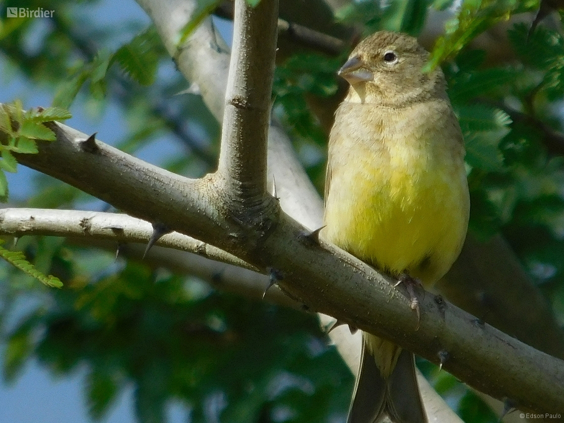 Sicalis luteola